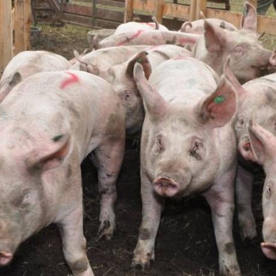 Alarma por otra posible pandemia: apareció una nueva cepa de gripe porcina