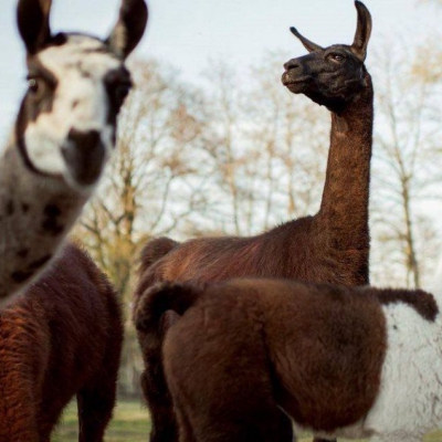 Investigan que las alpacas podrían neutralizar al coronavirus