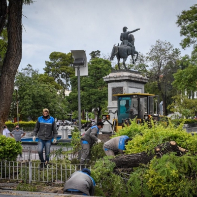 La Municipalidad contabilizó la caída de más de 200 árboles tras el viento de anoche