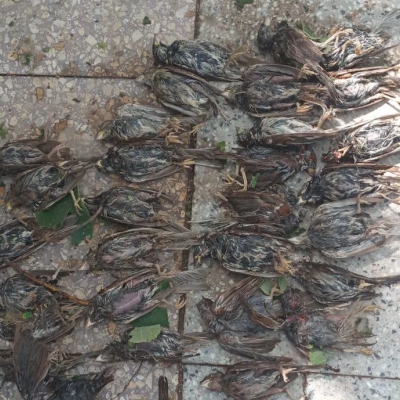 Tras la fuerte tormenta del miércoles una familia encontró en su patio 60 aves muertas