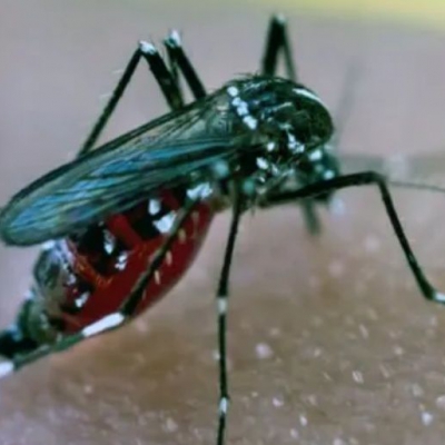 Europa: la OMS advierte sobre el aumento del dengue por el calor extremo y las lluvias