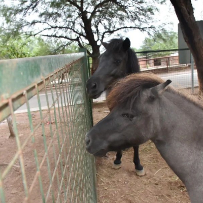 Nuevos traslados de animales del Yastay a Tekove Mymba