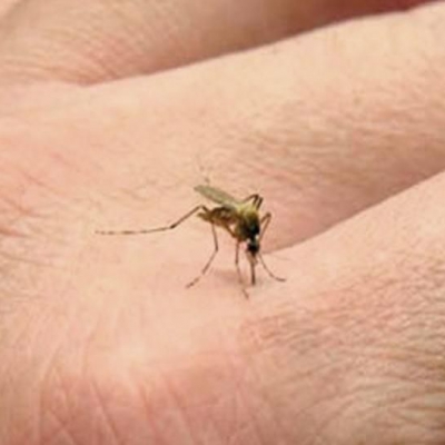 Santa Fe: los casos de dengue ascienden a 7.580, con epicentro en el Departamento Rosario