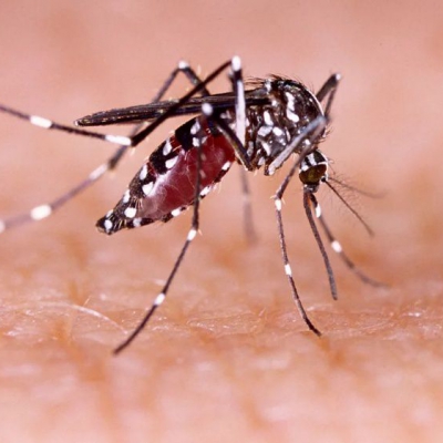 La Rioja registró más de 100 casos de dengue en la última semana
