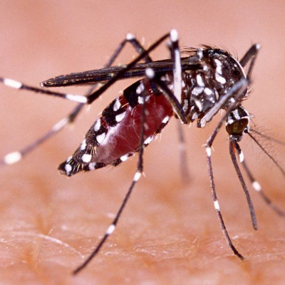 El dengue se cobró su primera víctima mortal en la Provincia