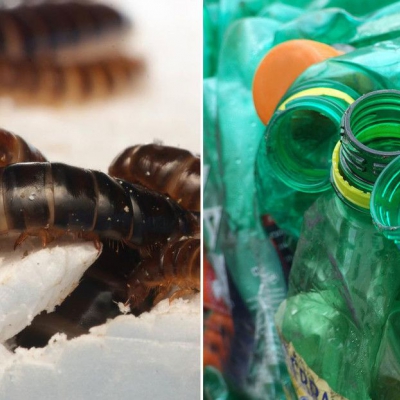 Hallan en África un gusano devorador de plástico