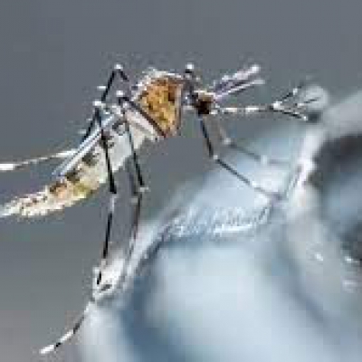La vacuna contra el dengue ya se encuentra en La Rioja