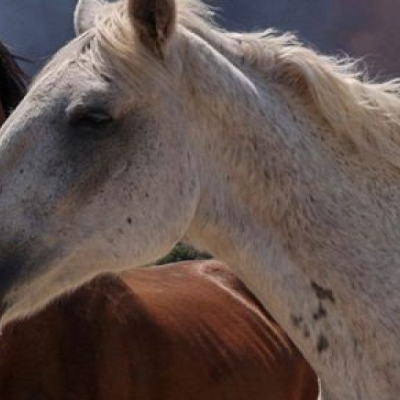  La Rioja en alerta por el brote de encefalomielitis equina en el país